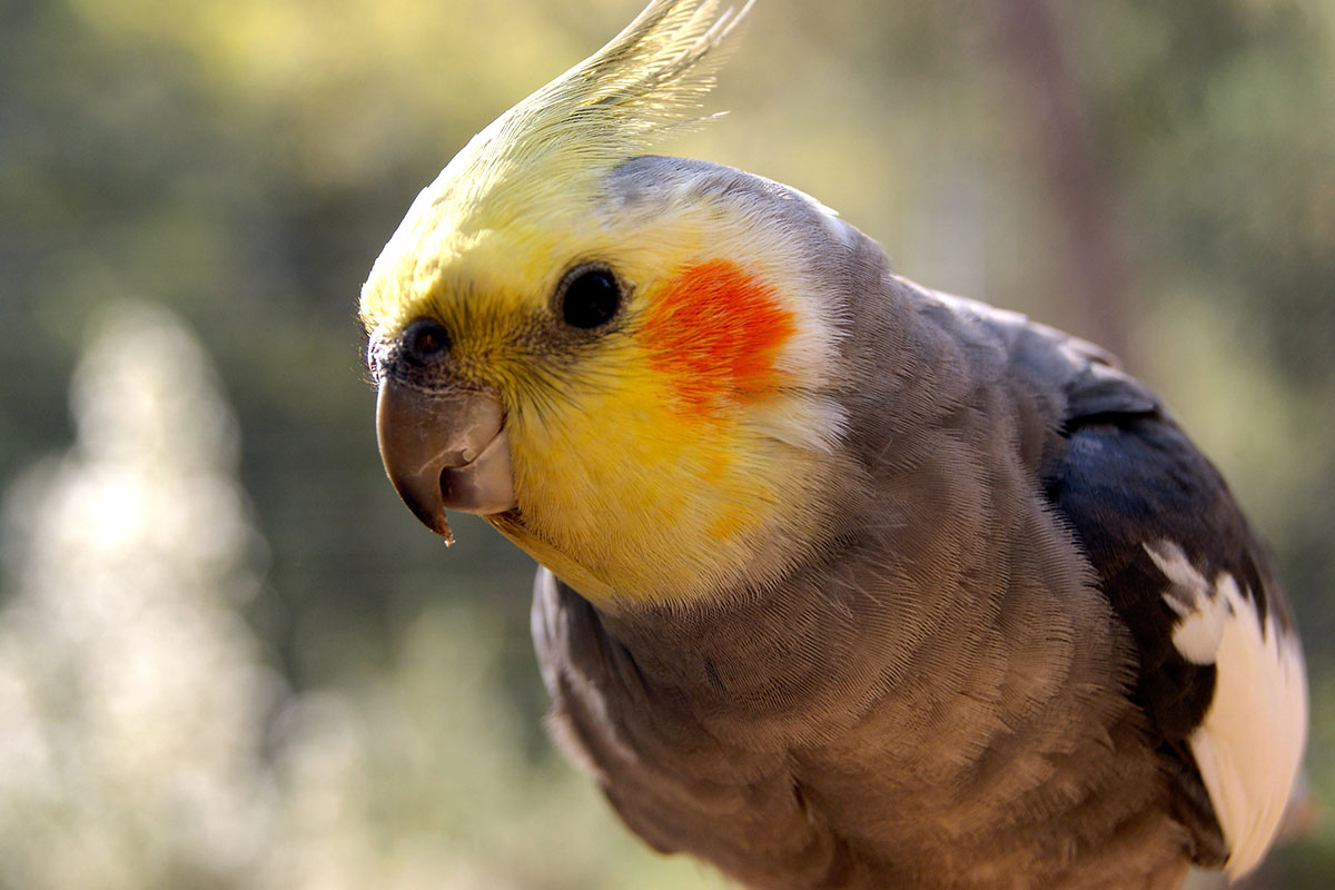 Centre Horus, centro de fauna